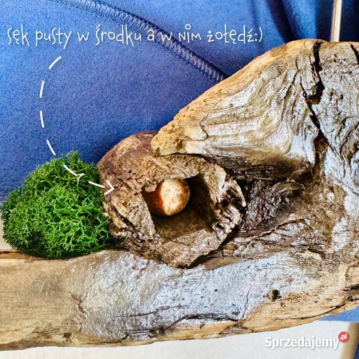 LUKI SZTUKI skarby Bałtyku DRIFTWOOD morska Antyki, Sztuka, Kolekcje Warszawa
