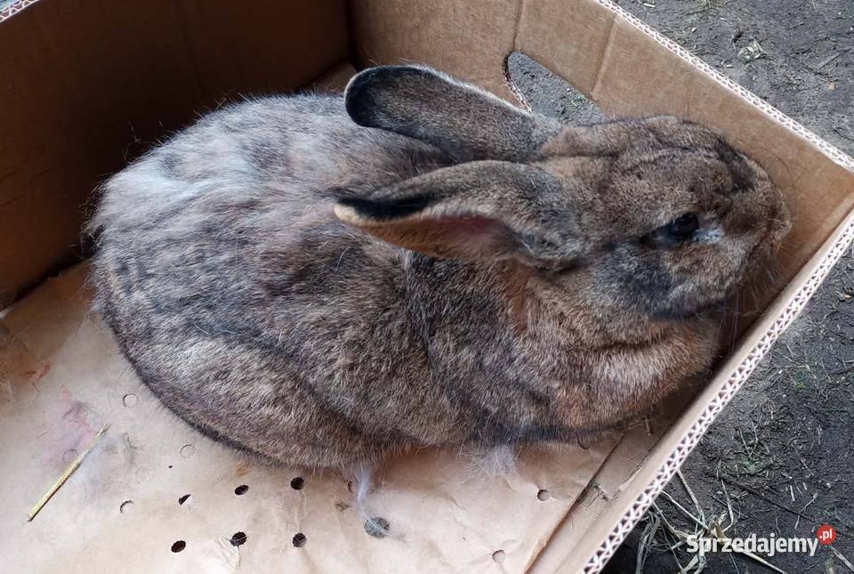 Królik dorosła samica