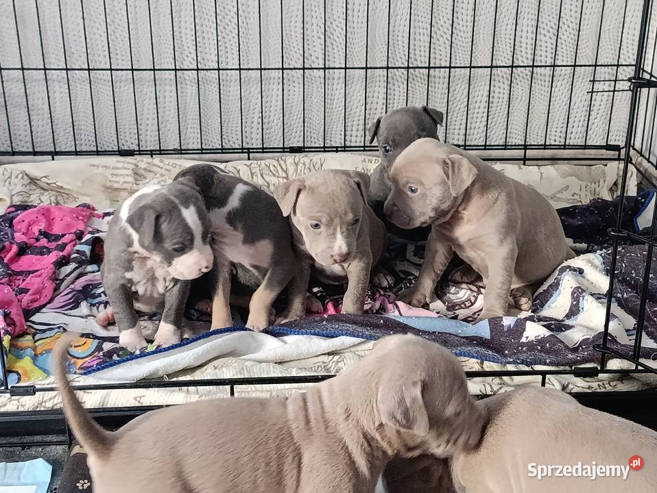 Szczeniaki American staffordshire terrier