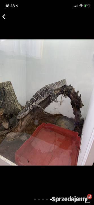 Vniloticus waran nilowy sprzedam