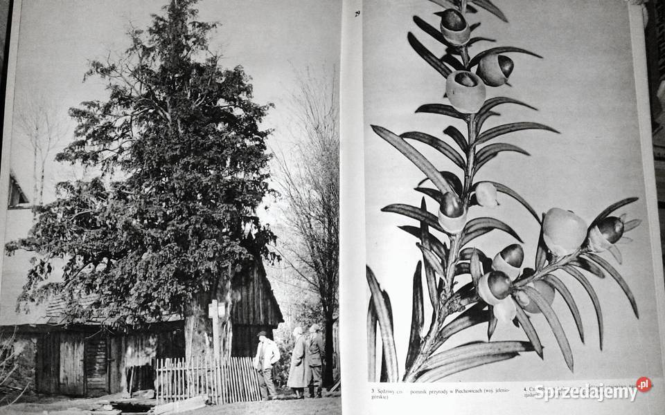 Nasze drzewa Władysław Strojny