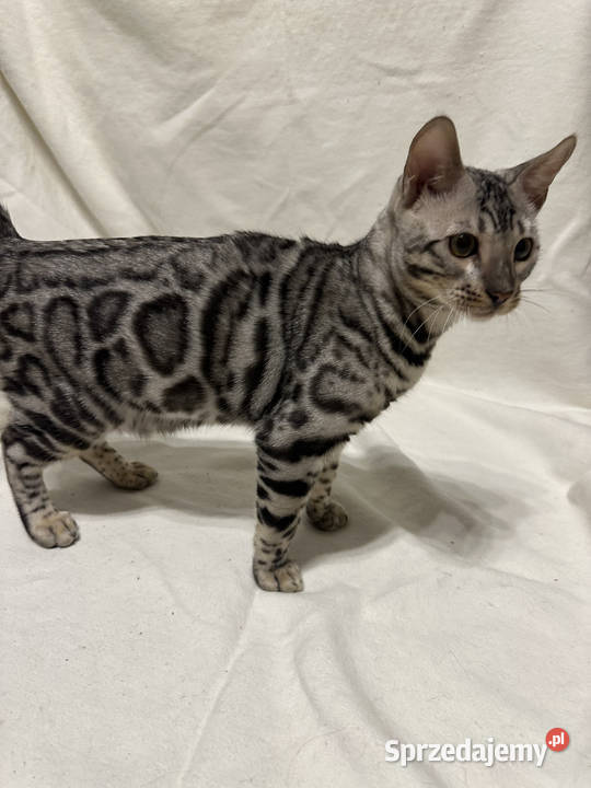 Bengal Blanco 5 miesięczny kocur Silver Spotted mazowieckie