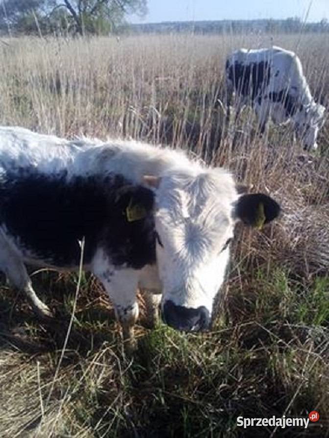 Odsadki Byczki Jałowki Białogrzbiete lubelskie Iłowiec sprzedam