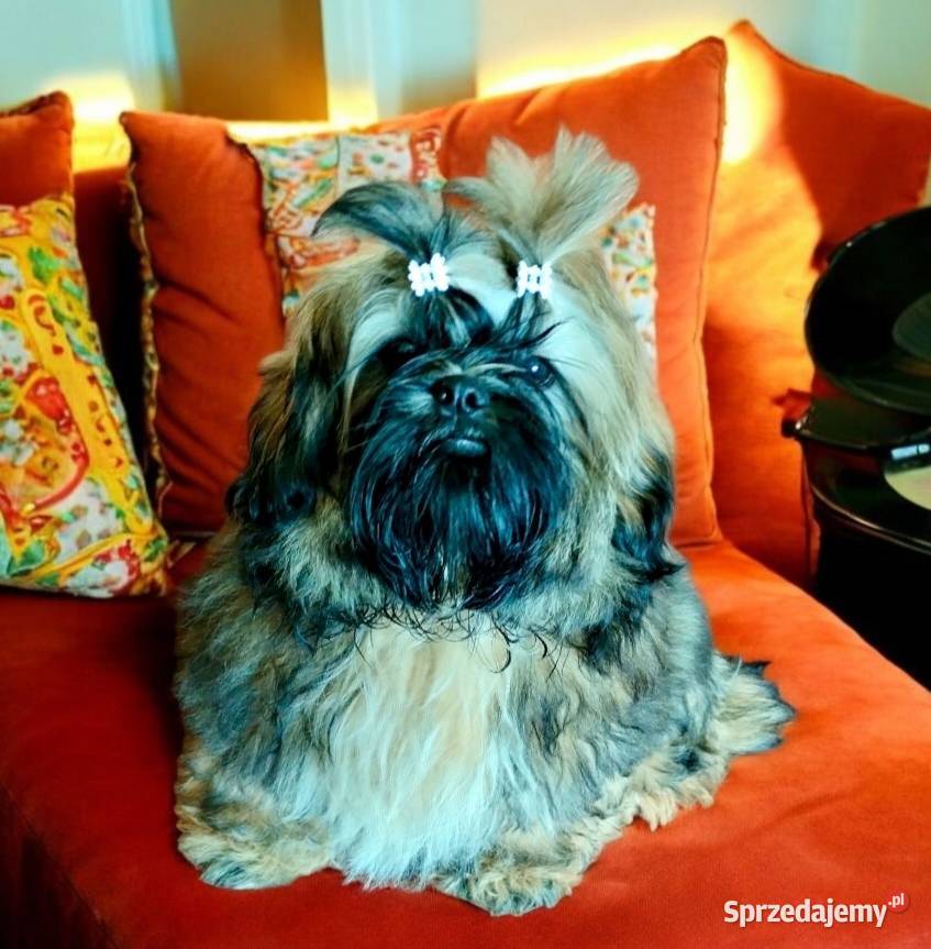 Shih tzu FCI szczeniak Piesek przepiękny