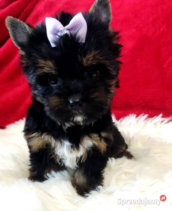 Kraj i zagranica Prześliczna czarna MAMBAŚliczna opolskie Opole sprzedam