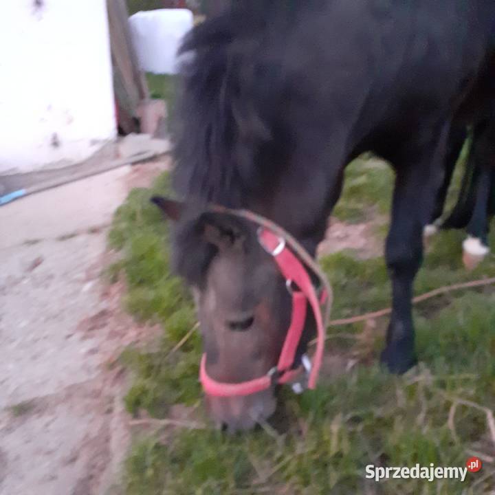 OGIEREK 110 gniady Ochotnica Dolna