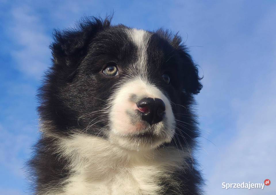 Szczenię Rasowy Pies Border Collie z Hodowli Iwonicz sprzedam