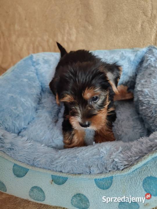 Nela Nala Niko rezerwacja