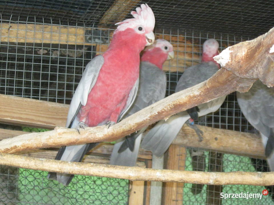 KAKADU RÓŻ0WA samica z DNA wielkopolskie Luboń