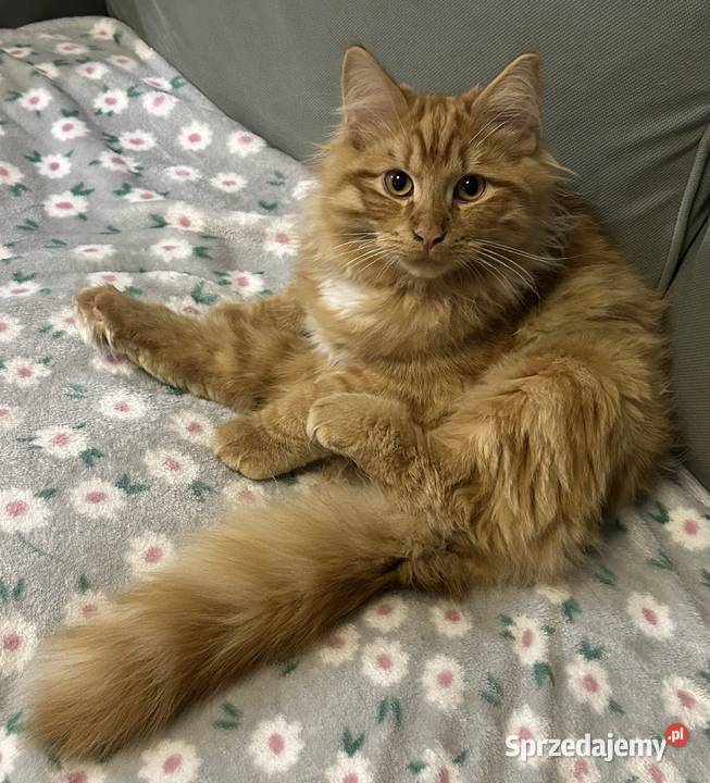 Rodowodowe kotki syberyjskie Syberyjski dolnośląskie Świerzna