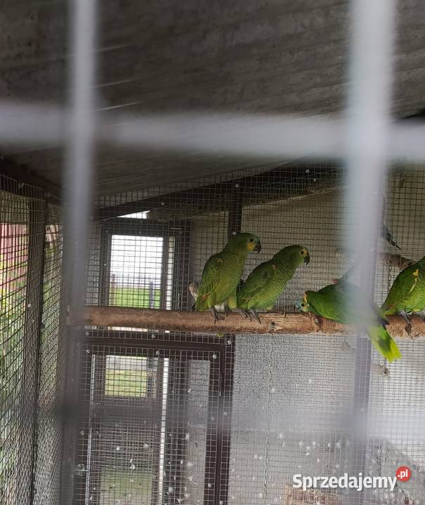 Sprzedam papugi Amazonki niebieskoczelne Amazona Żabno