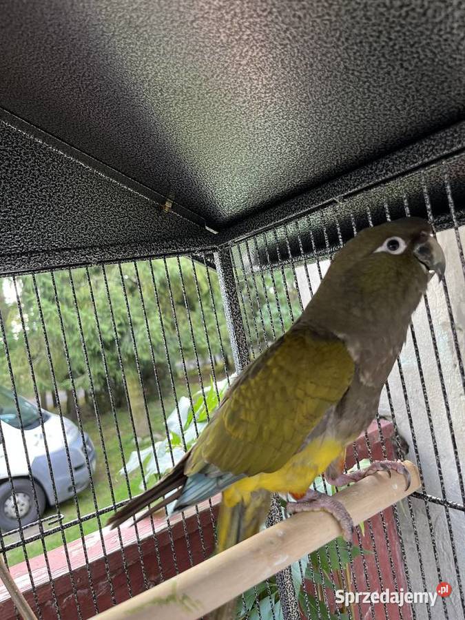 Papuga patagonka młoda kujawsko-pomorskie Sierosław