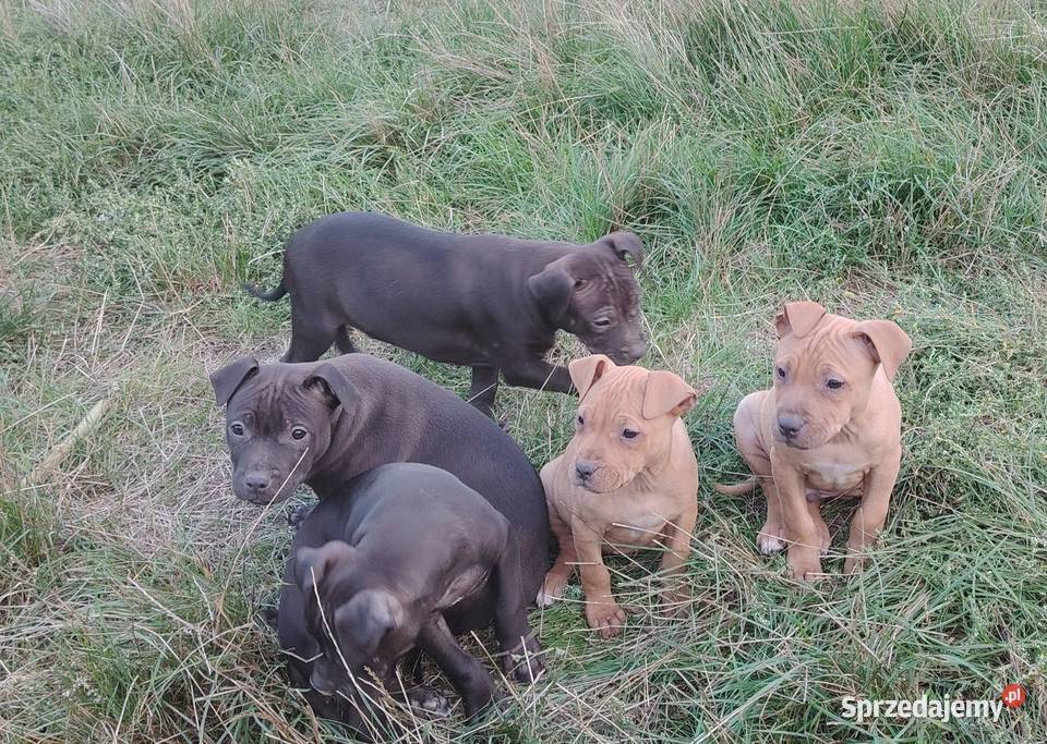 Amerykański Pitbullterrier szczeniaki Psy dolnośląskie Bolesławiec