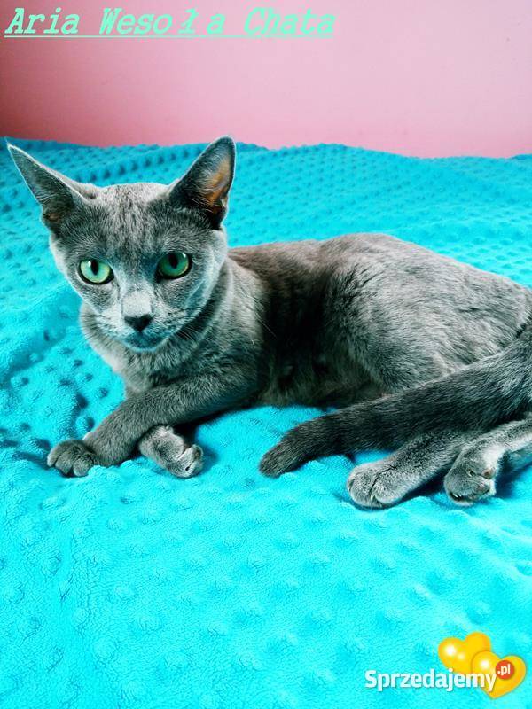 Kotka rosyjska niebieska do płatnej adopcji