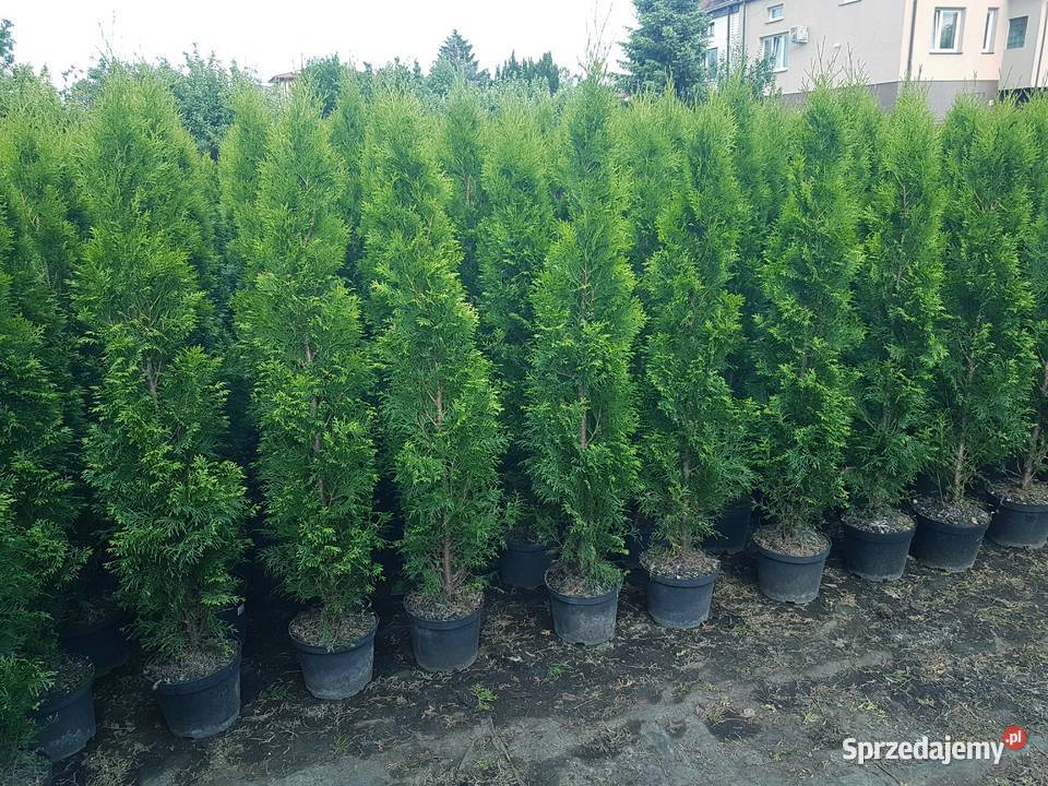 Tuja Szmaragd 160 Ukorzenione Donica TRANSPORT Ożarów Mazowiecki