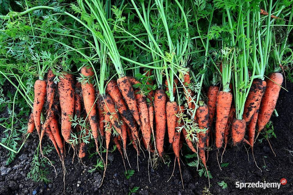 Marchew jadalna marchew odpadowa pakowana