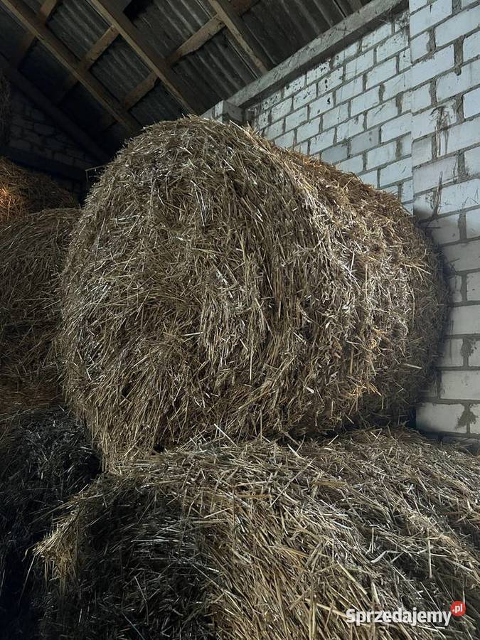 Słoma baloty słoma w balotach garażowana Trawy, słoma Pełczyska
