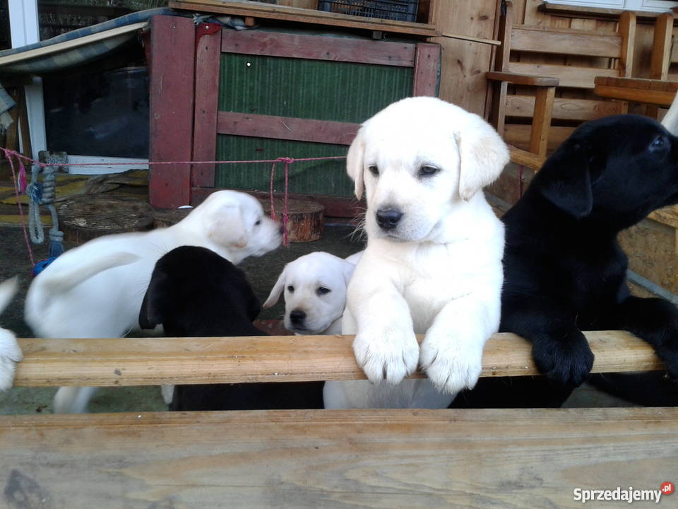 Labradory szczeniaki dwumiesięczne szukają domu Giżycko