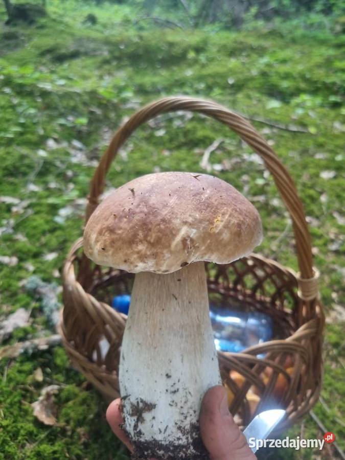Grzyby Borowik maślak podgrzybek Brzozów