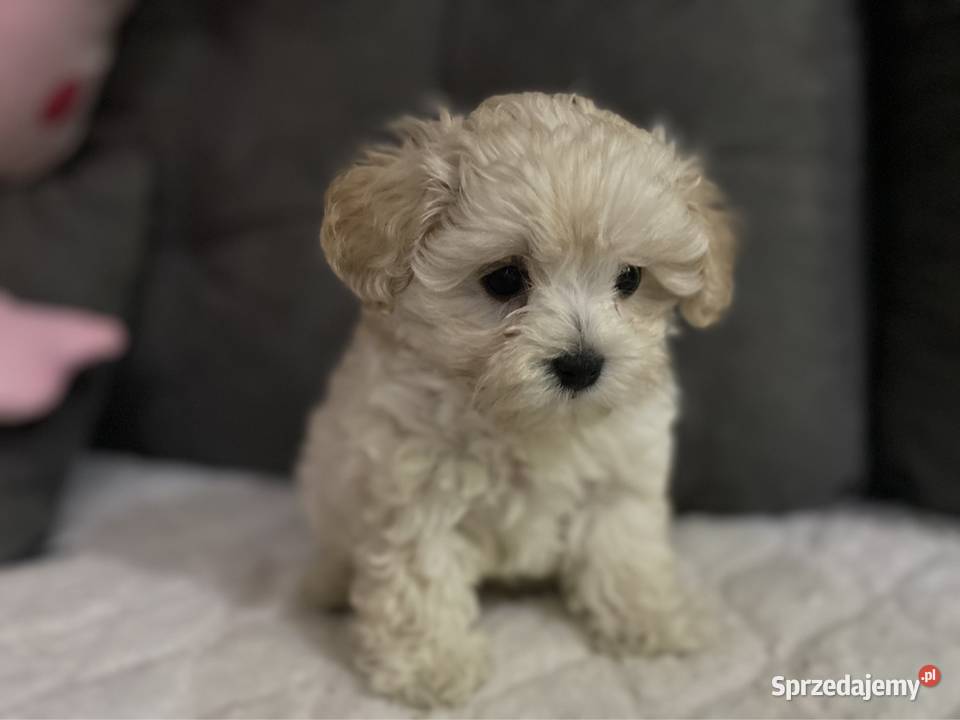 Piesek Maltipoo śląskie Zawiercie