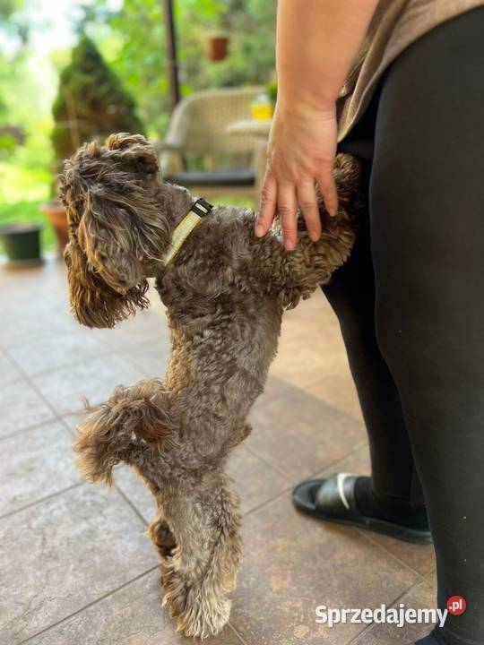 Śliczne szczeniaczki rasy Maltipoo