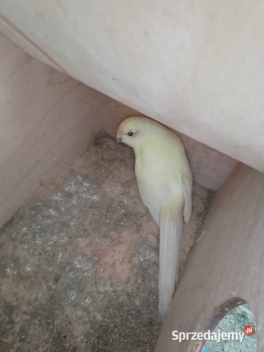 Modrolotki kozie pary legowe Brzeziny sprzedam