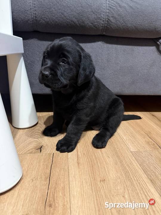 Labrador czekoladowe i czarne szczeniaczki małopolskie Tarnów sprzedam