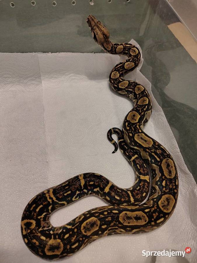 Boa Imperator Samica Gady i płazy