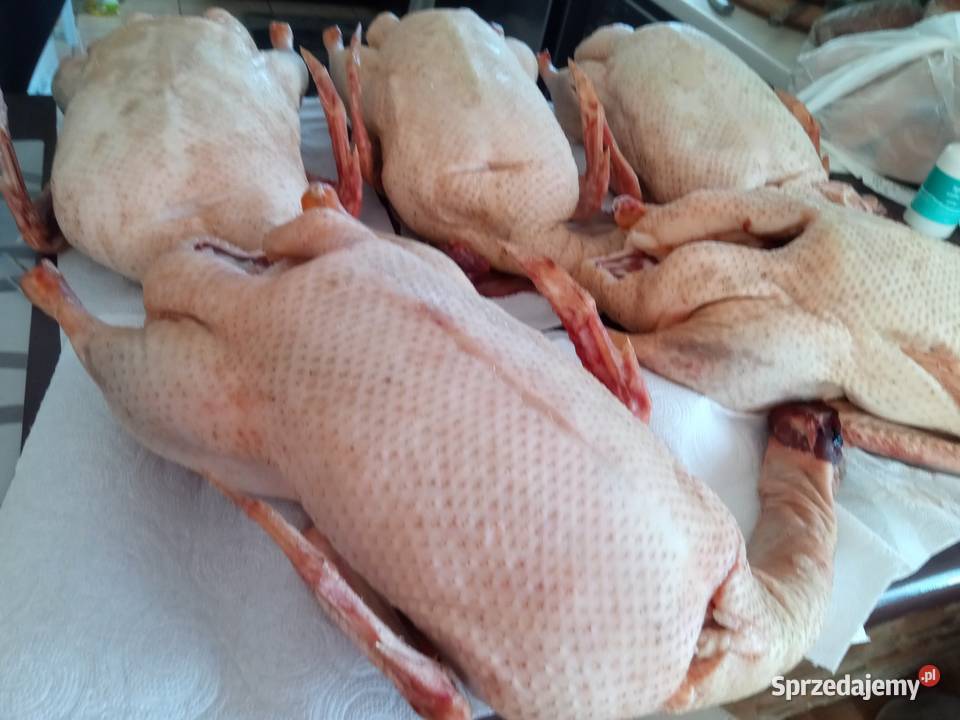 Sprzedam KaczkogesiKaczki Pekin Gęsi