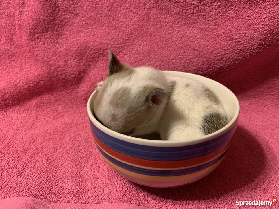 Super Mini CHIHUAHUA PIESEK z metryką waga Leoncin