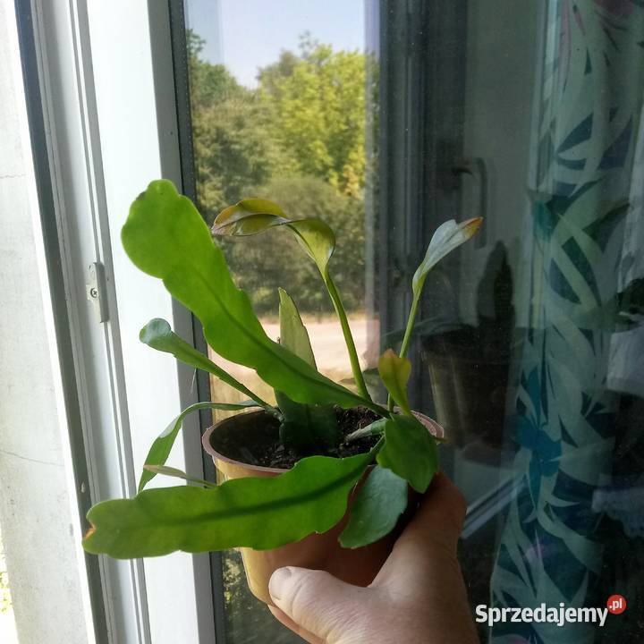 Epifilium Królowa jednej nocy