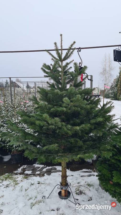 CHOINKA POD DRZWI Swierk Srebrny 140160 doniczka łódzkie