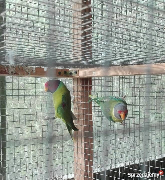 Aleksandretta śliwogłowa mazowieckie Sulbiny sprzedam