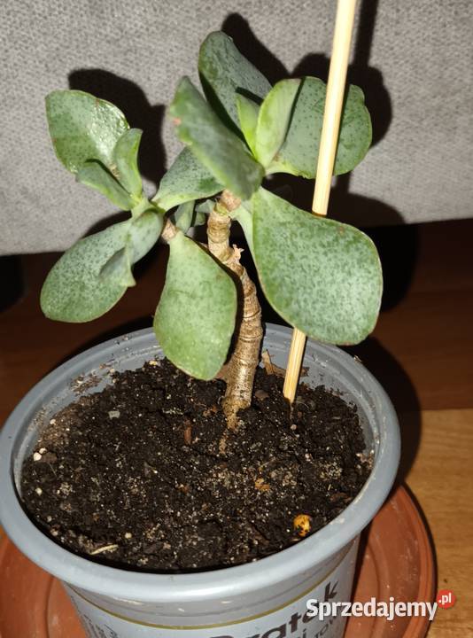 Crassula Arborescens Crassula undulatifolia Blue sprzedam