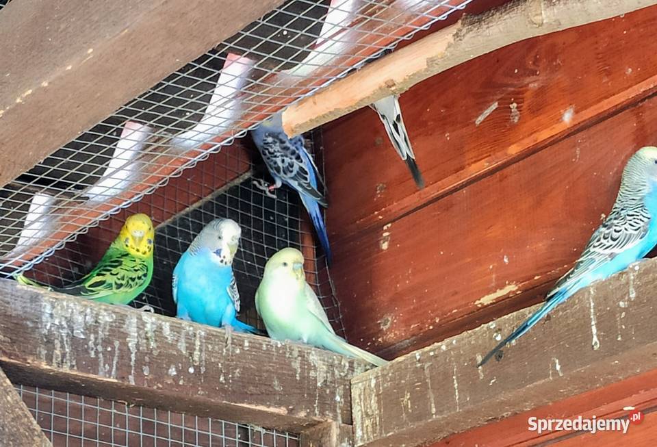 Papugi faliste Lubliniec