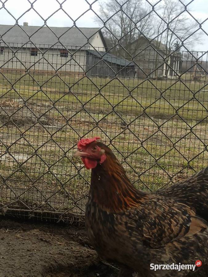 Jaja lęgowe kur mix ras zagrodowe teczanka lubelskie Krupe