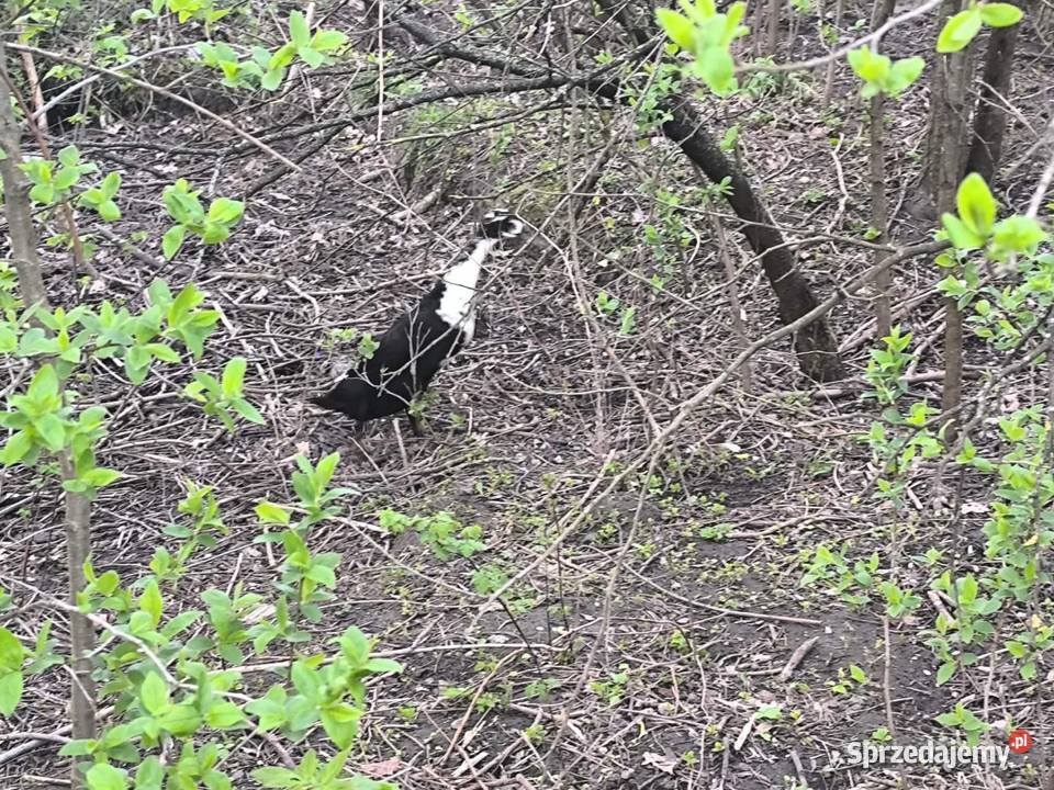 Biegusy podkarpackie Przebendów