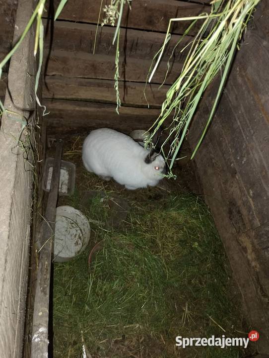 Sprzedam króliki rasowe i nie rasowe lubelskie Brzozowica Duża