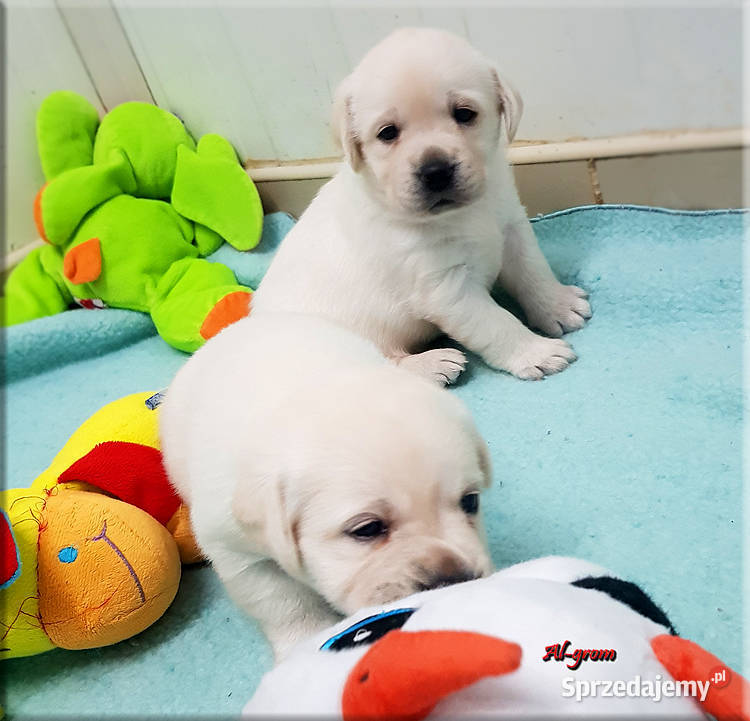 Biszkoptoweżółte szczenięta rasy Labrador Chynów