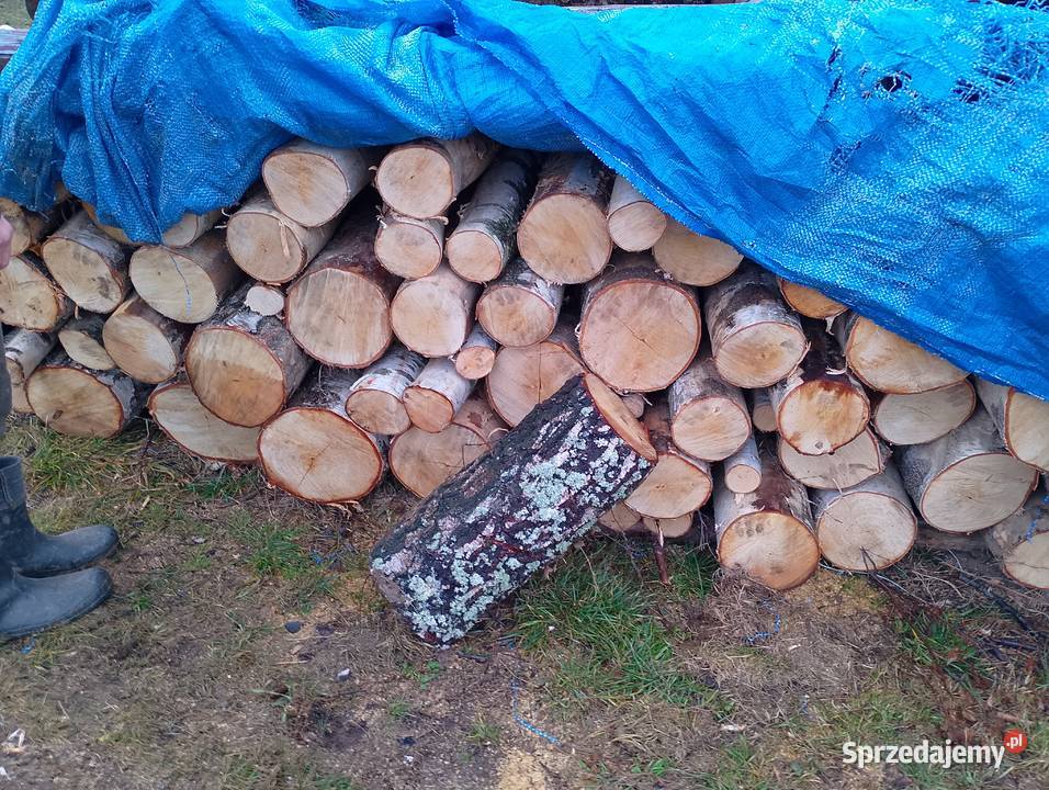 Sprzedam brzoze sucha Milówka
