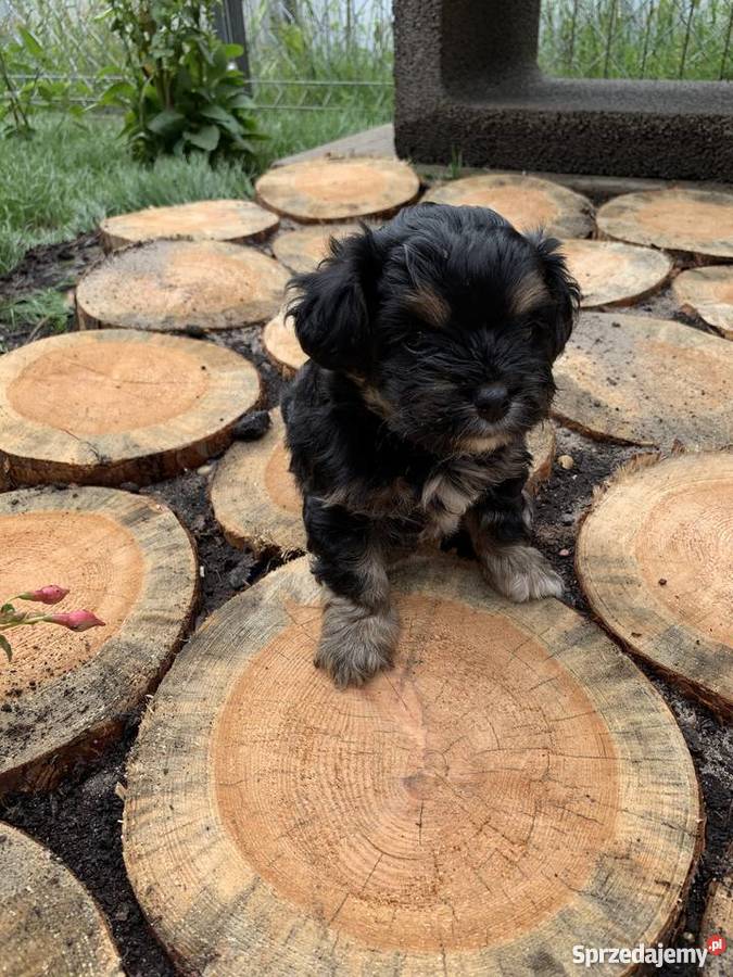Mama Shihtzu Tata York dwa pieski Leoncin