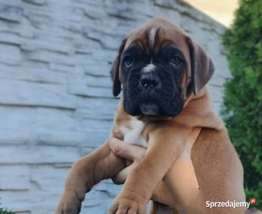 Bokser szczenię Wrocław