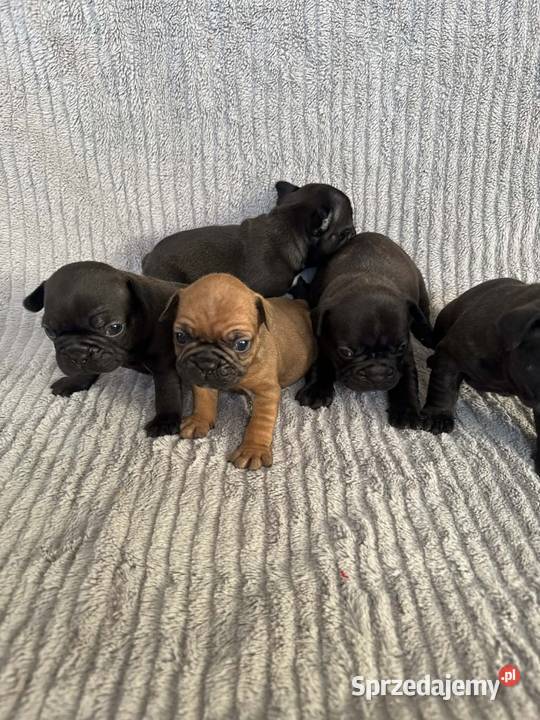 Buldog francuski opolskie Brzeg