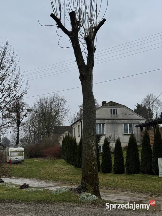 Jesion do wycięcia Leśnictwo