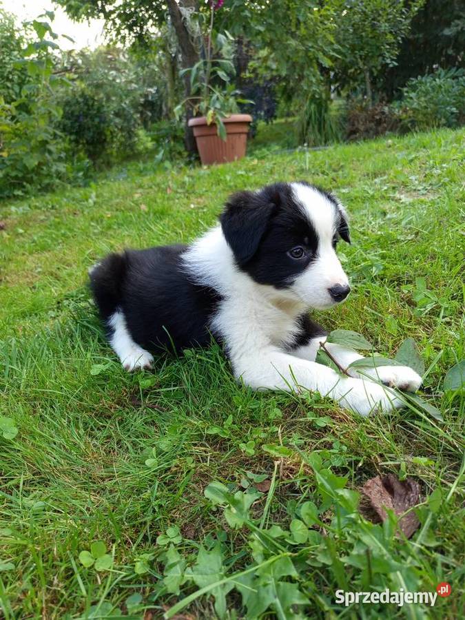 Border collie szczeniaki małopolskie