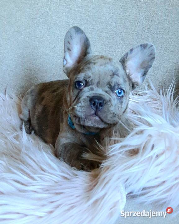 Buldog francuski piesek blue Pabianice