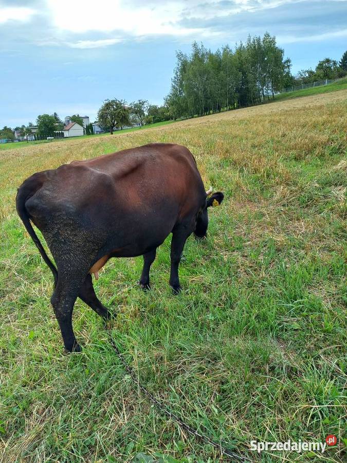 Krowa małopolskie Wola Łużańska