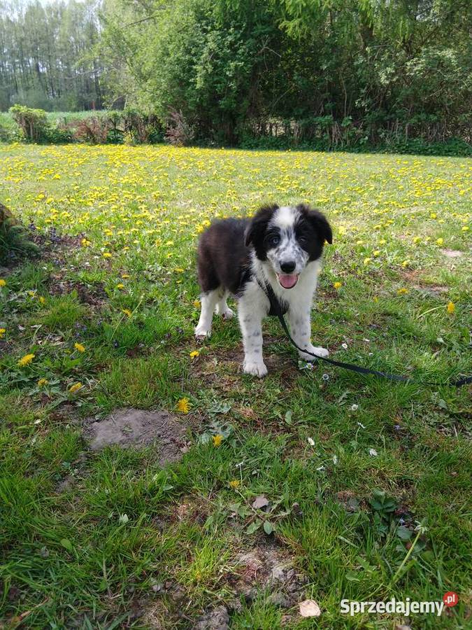Border collie z rodowodem Toruń