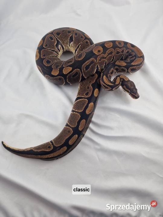 Pyton królewski python regius dorosła samica Wrocław