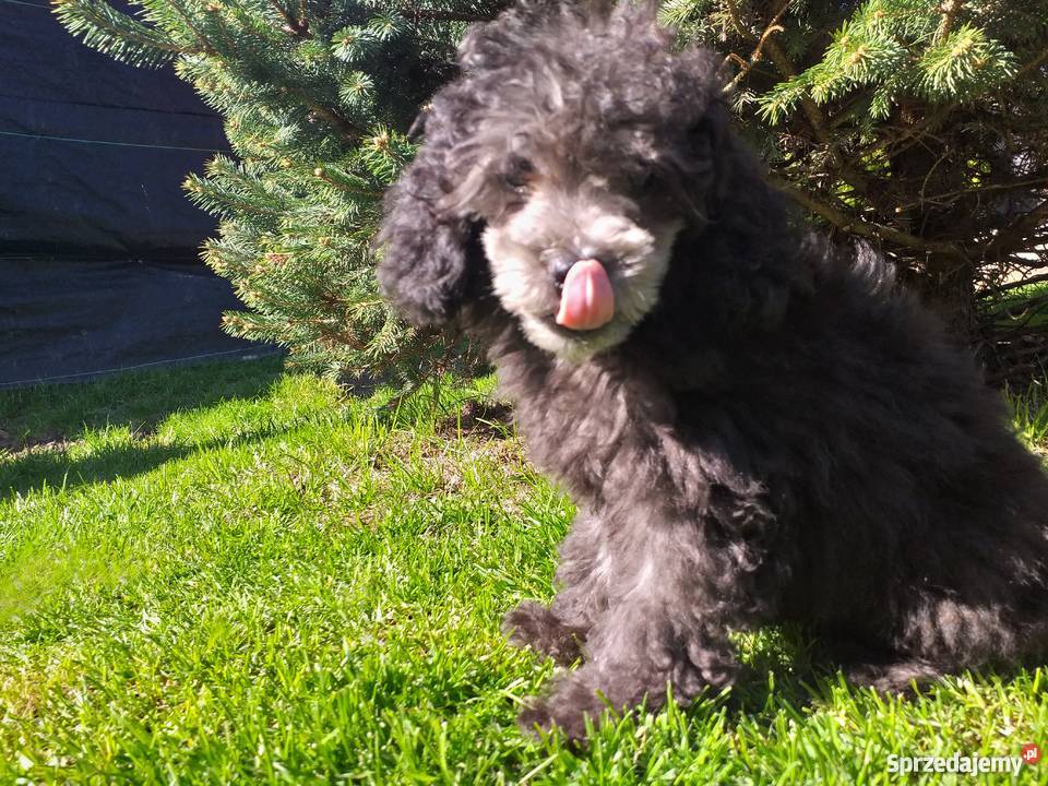 Pudel toy srebrny Pozostałe małopolskie Polanka Wielka